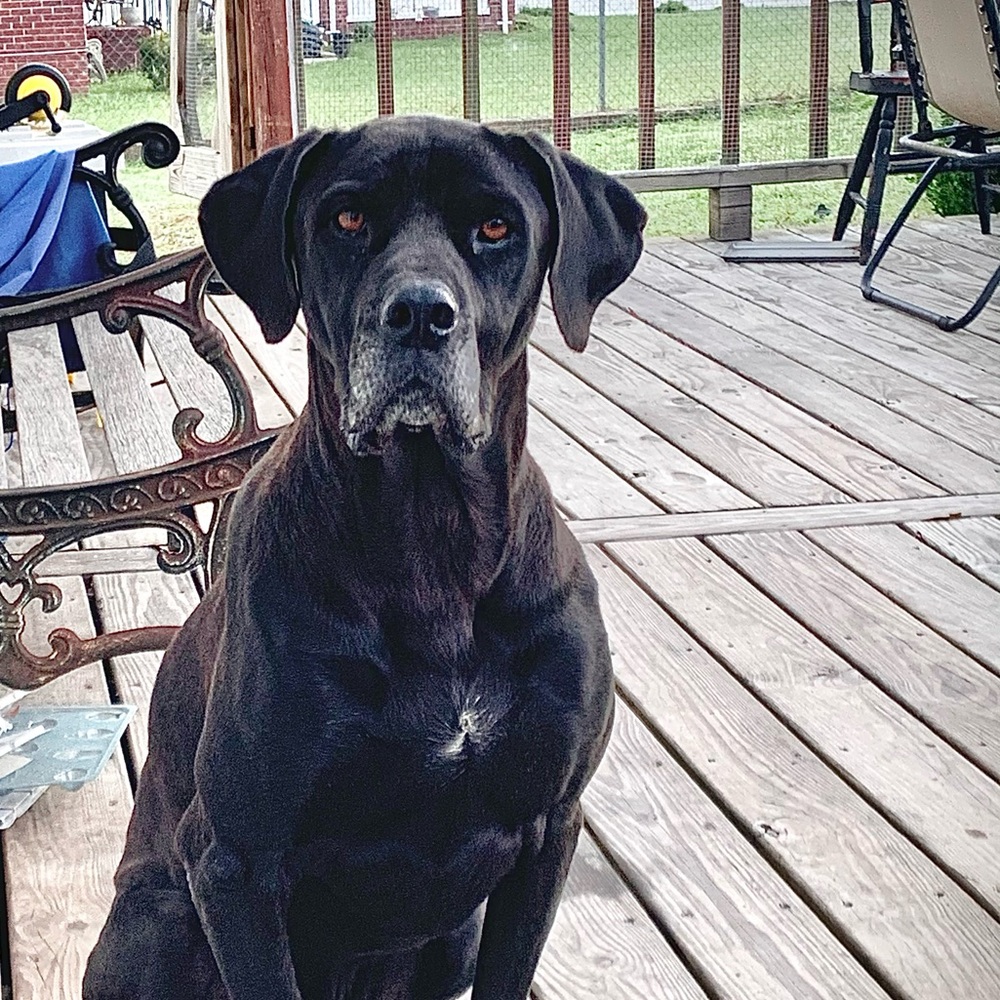 This is Oscar. He was my sweet pupper. RIP sweet dog.